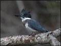 _1SB0025 belted kingfisher